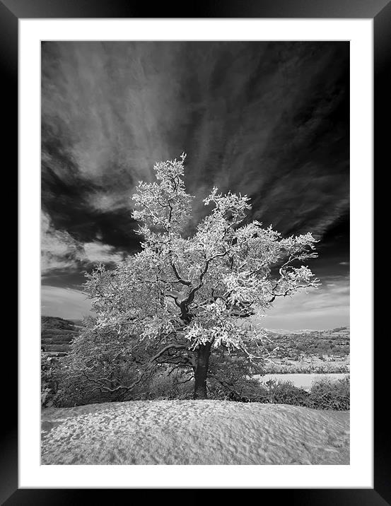 Snowy Tree Framed Mounted Print by Creative Photography Wales