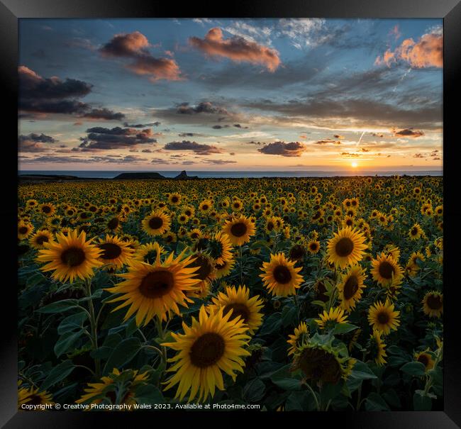 Sunflowers at Rhossili  Framed Print by Creative Photography Wales
