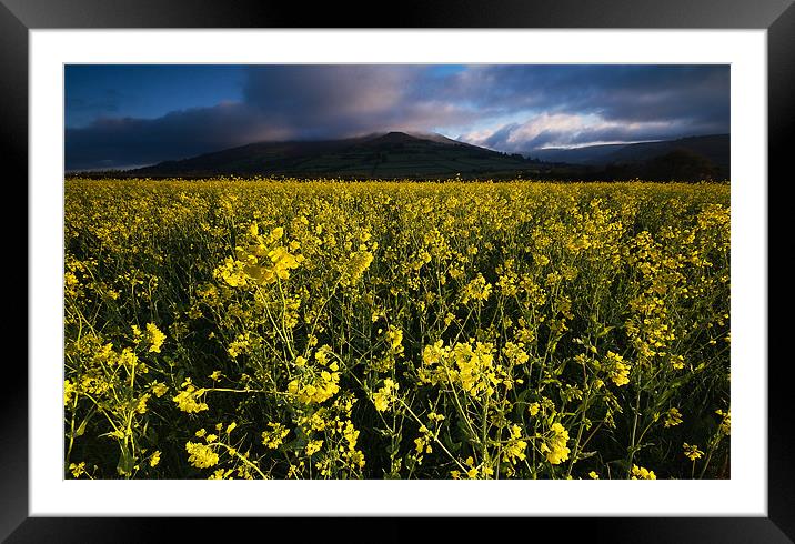 The Yellow Field Framed Mounted Print by Creative Photography Wales