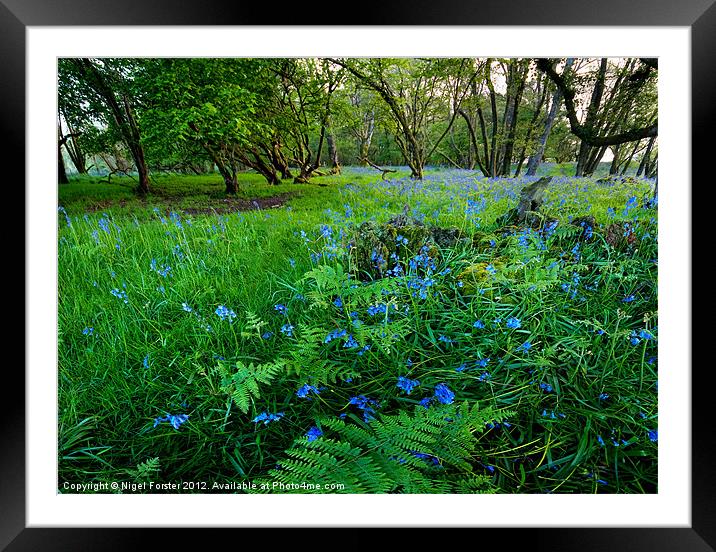Bluebells Framed Mounted Print by Creative Photography Wales