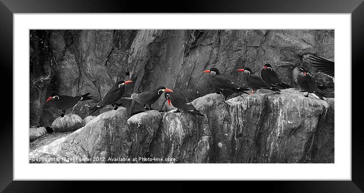 Penguins Framed Mounted Print by Creative Photography Wales