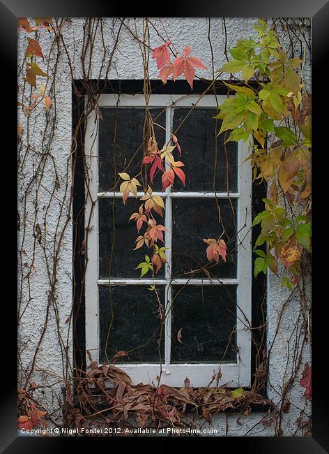 Virginia Creeper Framed Print by Creative Photography Wales