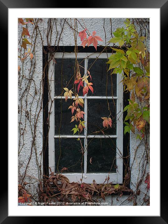Virginia Creeper Framed Mounted Print by Creative Photography Wales