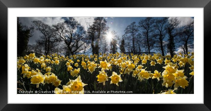 Talybont Daffodils Framed Mounted Print by Creative Photography Wales