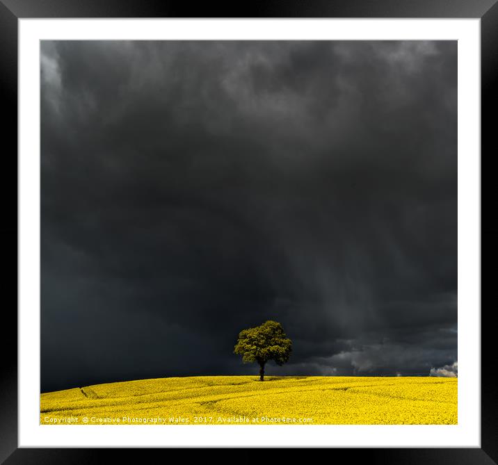 Tree in Yellow Field Framed Mounted Print by Creative Photography Wales