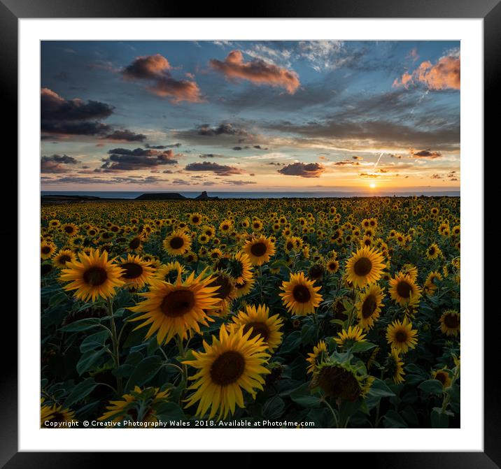 Sunflowers at Rhossili, Gower Peninsula Framed Mounted Print by Creative Photography Wales