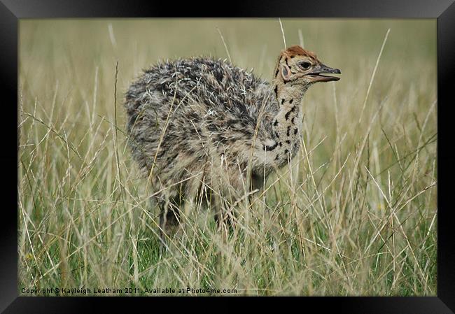 Baby Ostrich Framed Print by Kayleigh Leatham