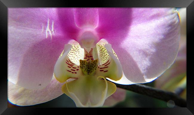 Orchid Flower Framed Print by Hamid Moham