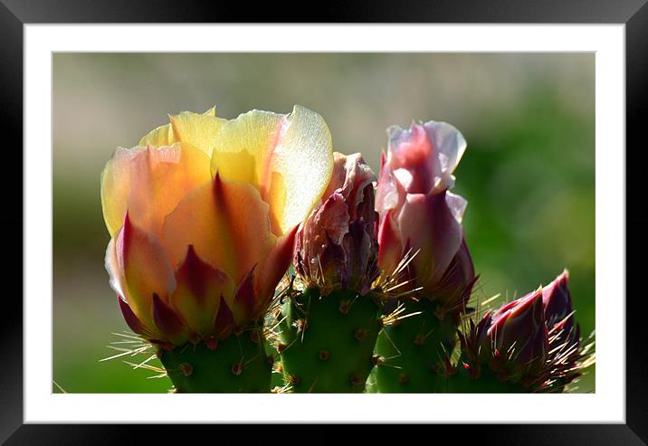 Cactus Flower Framed Mounted Print by Hamid Moham