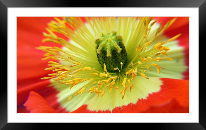 Poppy Close-up Framed Mounted Print by Hamid Moham