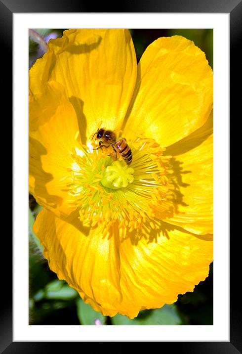 Wasp in a yellow poppy Framed Mounted Print by Hamid Moham