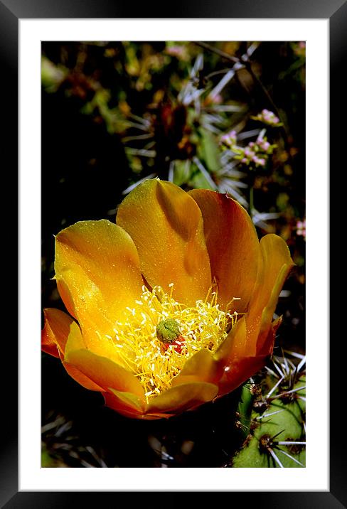 Cactus Flower Framed Mounted Print by Hamid Moham