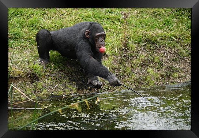 Chimp after food Framed Print by Raymond Partlett