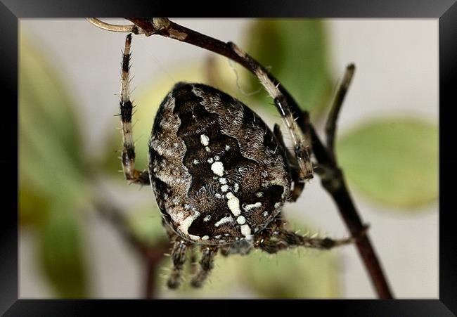 Garden Spider Framed Print by Raymond Partlett