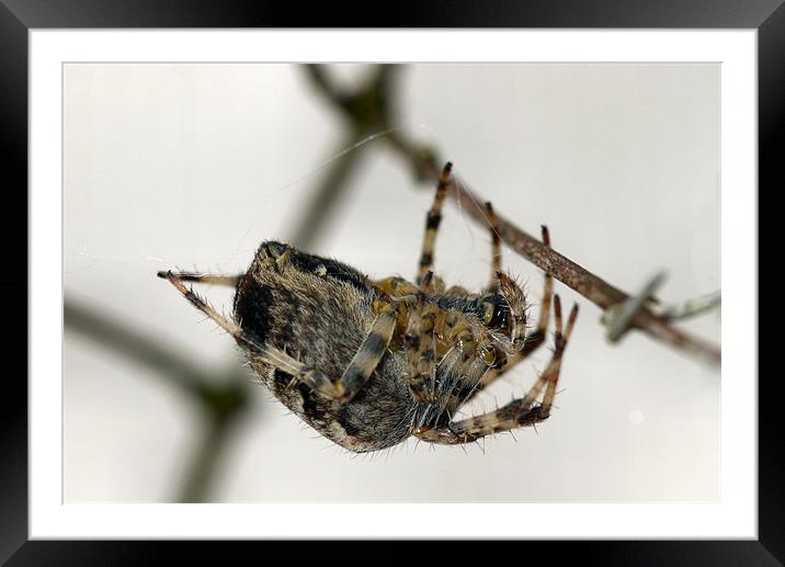 Garden Spider Framed Mounted Print by Raymond Partlett