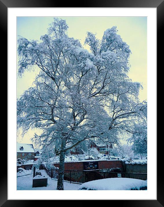 snow tree Framed Mounted Print by Raymond Partlett