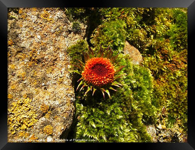 Living Stone Framed Print by Debra Kelday