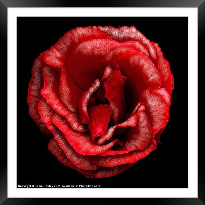 Red Rose Framed Mounted Print by Debra Kelday