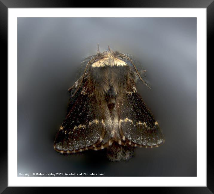 December Moth - Poecilecampa populi Framed Mounted Print by Debra Kelday