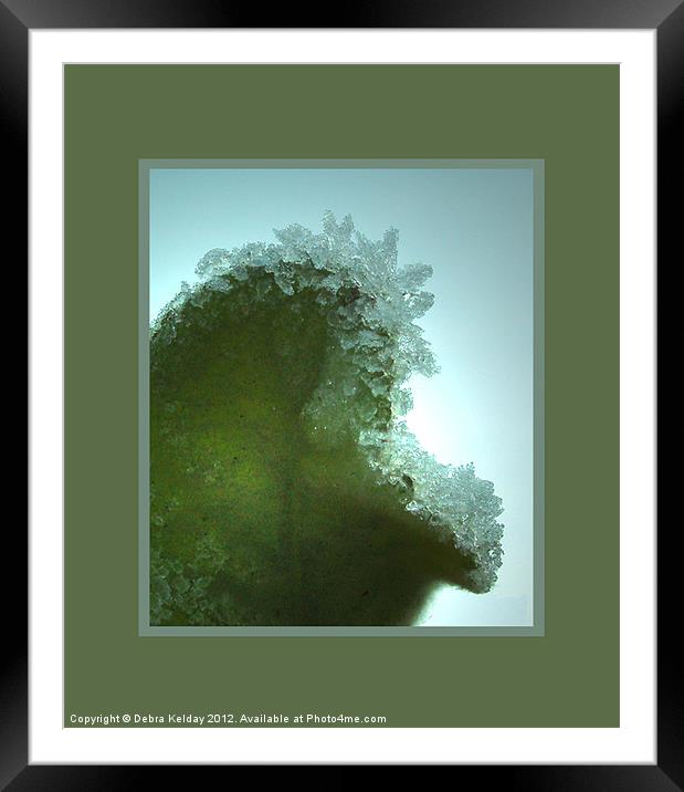 Winter Frost Framed Mounted Print by Debra Kelday