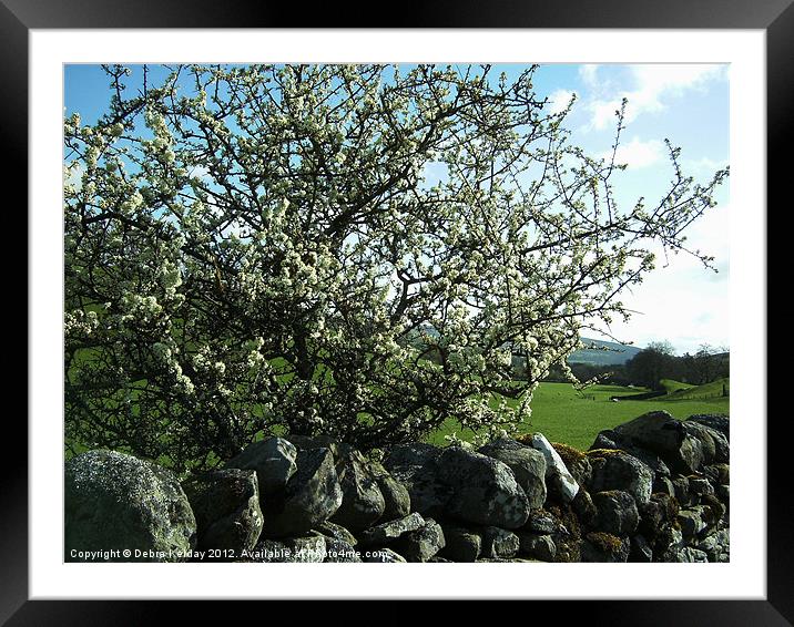 Hawthorn in the Dales Framed Mounted Print by Debra Kelday