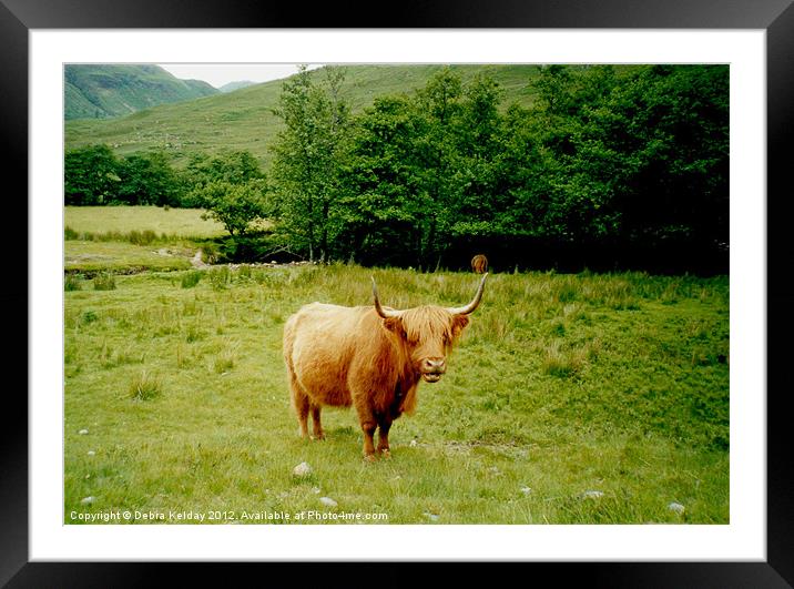 Highland Cow Framed Mounted Print by Debra Kelday