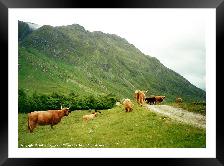 Highland Cattle Framed Mounted Print by Debra Kelday