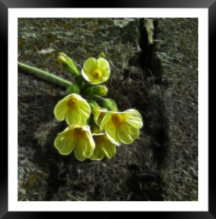 Oxlip Framed Mounted Print by Debra Kelday