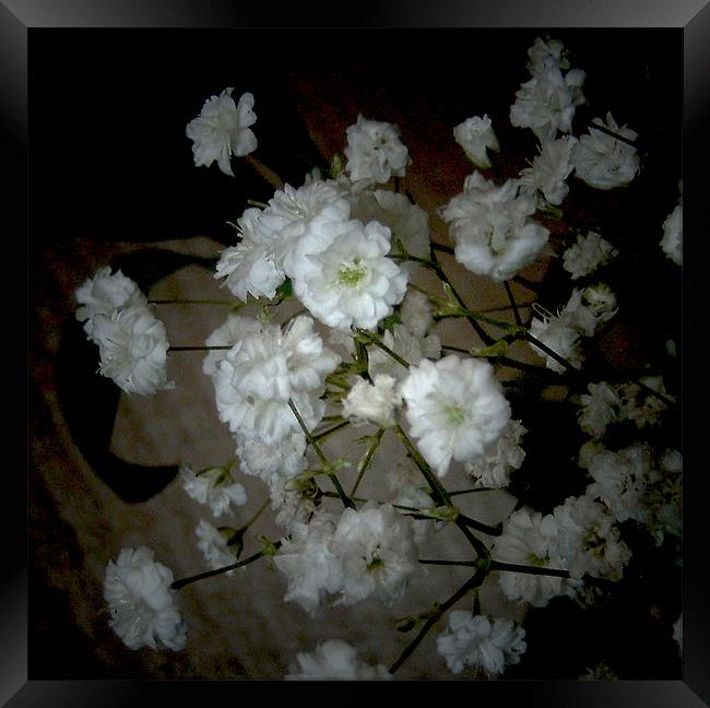 Gypsophellia Framed Print by Debra Kelday