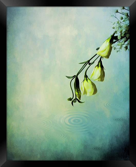 Lisianthus,., Framed Print by Debra Kelday