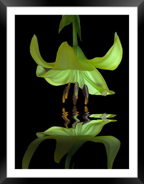 Reflected Lily Framed Mounted Print by Debra Kelday