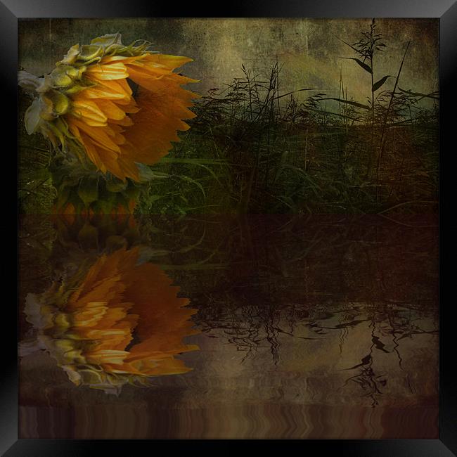 Sunflower Summer Framed Print by Debra Kelday
