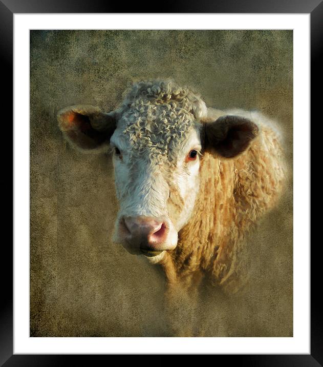 Young Bull Framed Mounted Print by Debra Kelday