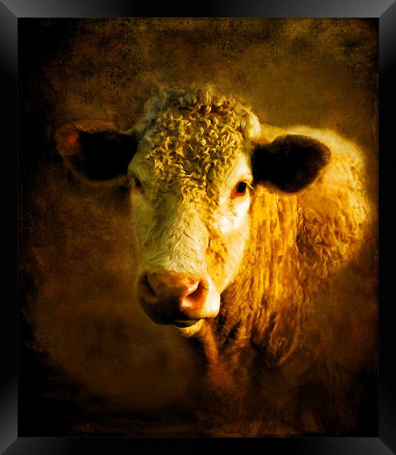 Young Bull.. Framed Print by Debra Kelday