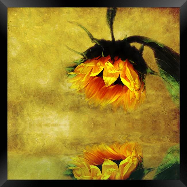 Sunflower- A Reflection of a Summer Day Framed Print by Debra Kelday