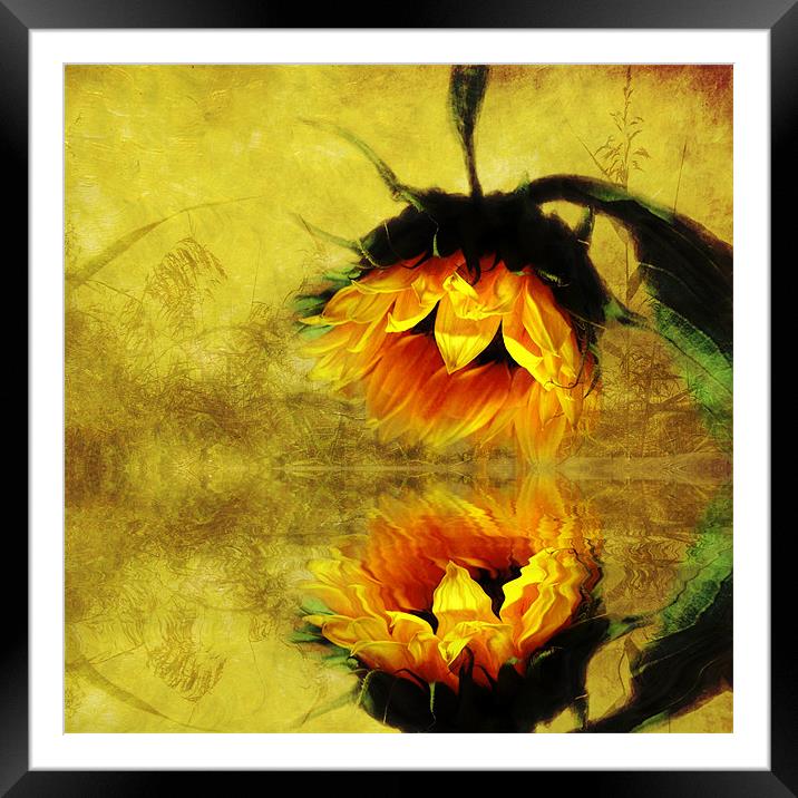 (Sunflower)- A Reflection of a Summer Day 2 Framed Mounted Print by Debra Kelday