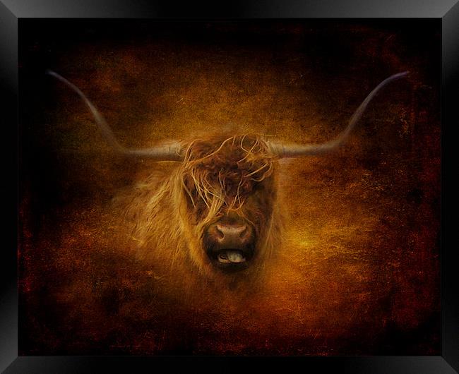 Highland Cow Framed Print by Debra Kelday