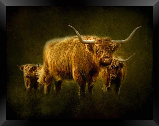 Highlanders Framed Print by Debra Kelday