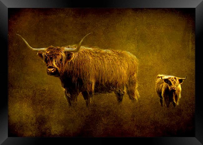Highland cows. Framed Print by Debra Kelday