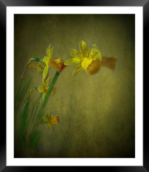 Daffodils Framed Mounted Print by Debra Kelday