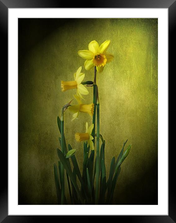 Daffodils. Framed Mounted Print by Debra Kelday