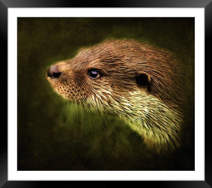 Otter, Lutra lutra. Framed Mounted Print by Debra Kelday