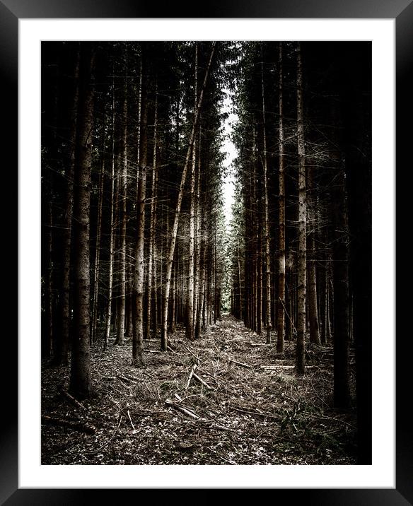 Woodland Framed Mounted Print by Debra Kelday