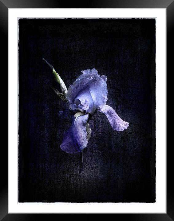 Iris Framed Mounted Print by Debra Kelday