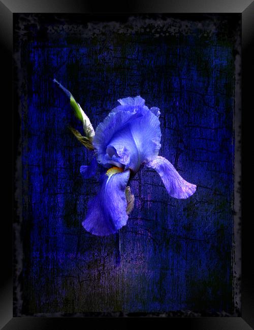 Iris Bloom Framed Print by Debra Kelday