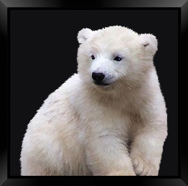 Polar Bear Cub Framed Print by Debra Kelday