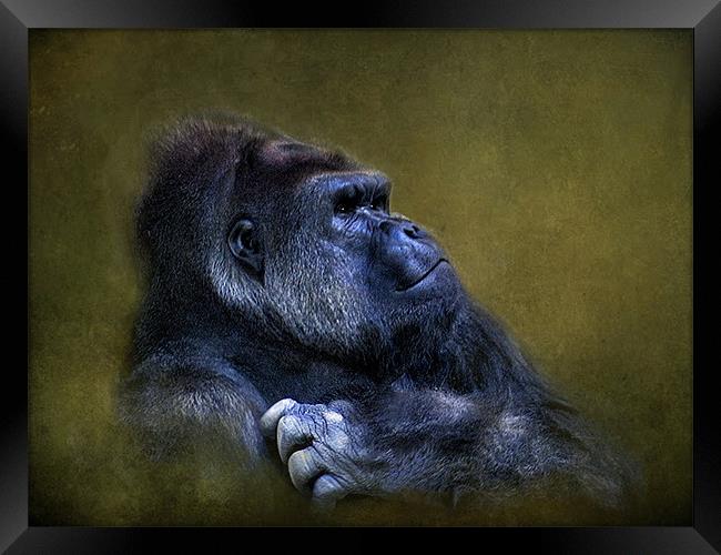 Silverback Gorilla Framed Print by Debra Kelday