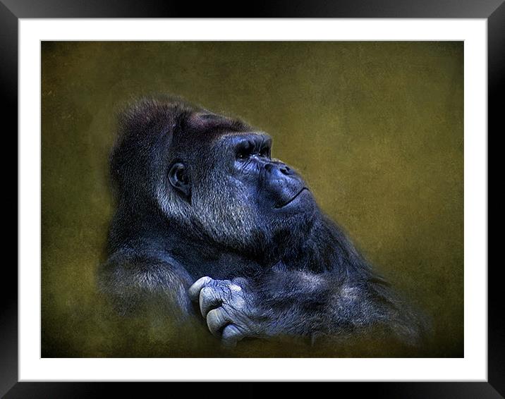 Silverback Gorilla Framed Mounted Print by Debra Kelday