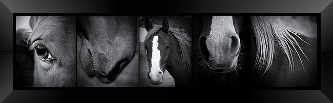 Wild Horses Framed Print by Debra Kelday