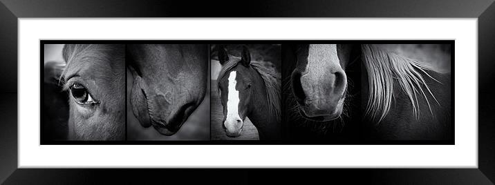 Wild Horses Framed Mounted Print by Debra Kelday